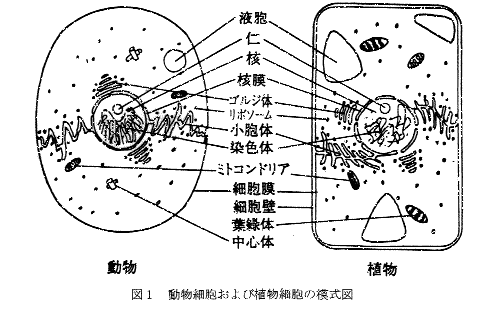 の 真 原核 核 と 違い 細胞 細胞 原核細胞と真核細胞 【グレゴリウス講座】